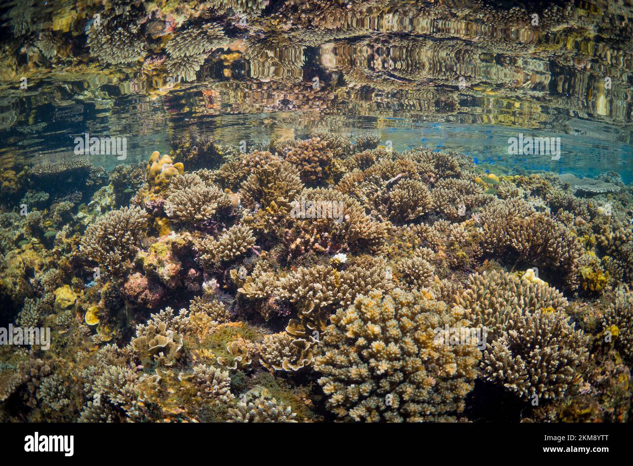 Super healthy hard coral reef in the Indo Pacific, busting with biodiversity and many marine species Stock Photo