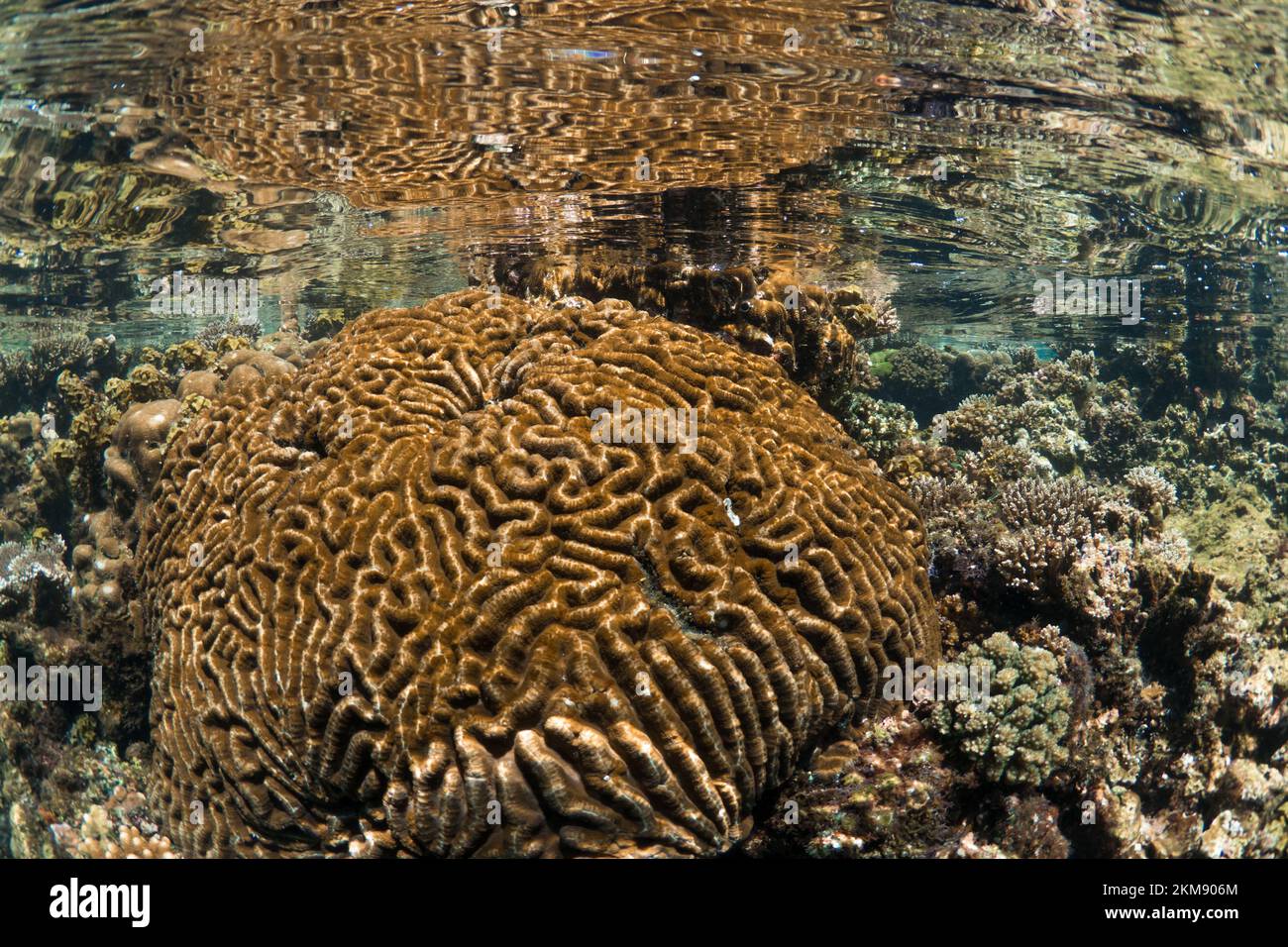 Super healthy hard coral reef in the Indo Pacific, busting with