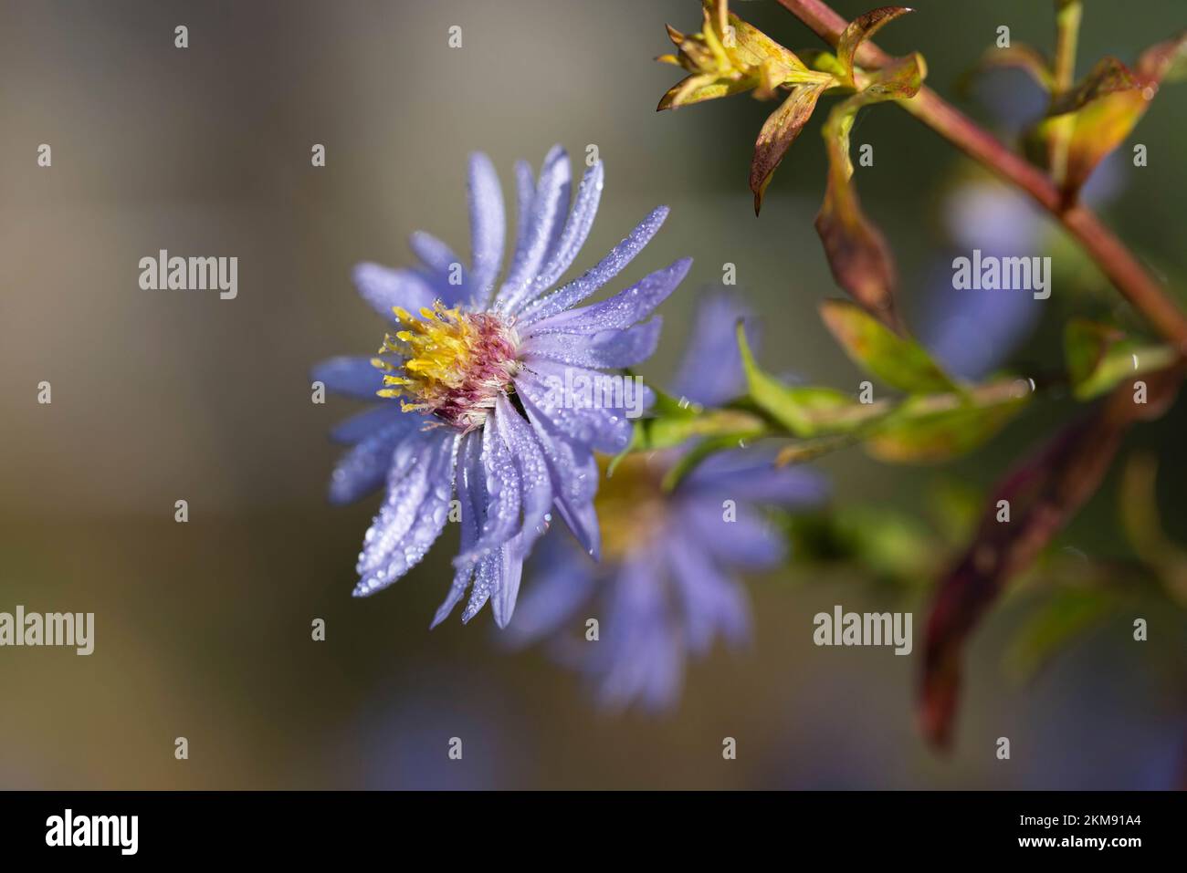 Aster flower closeup Stock Photo
