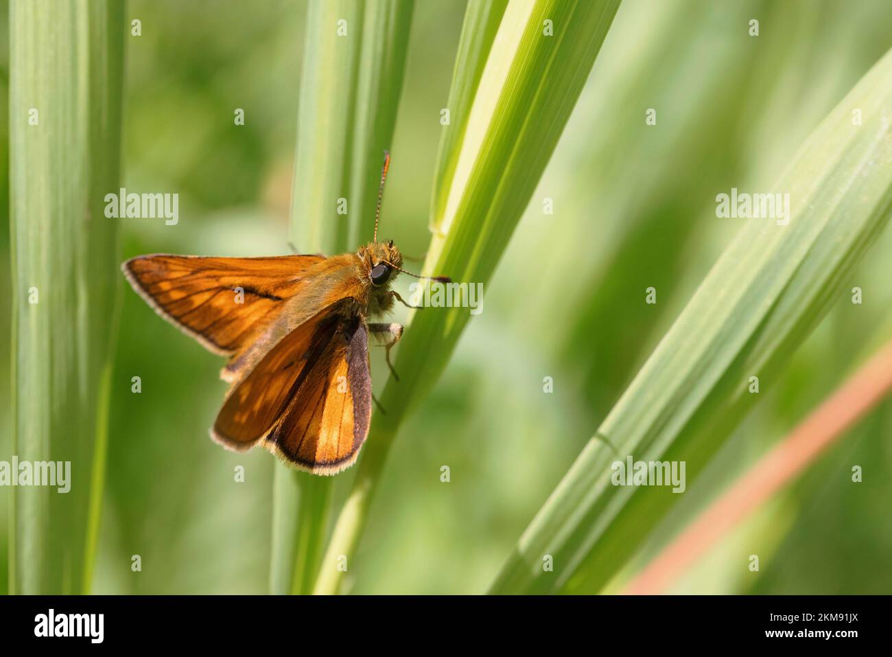 Large skipper sitting on grass Stock Photo