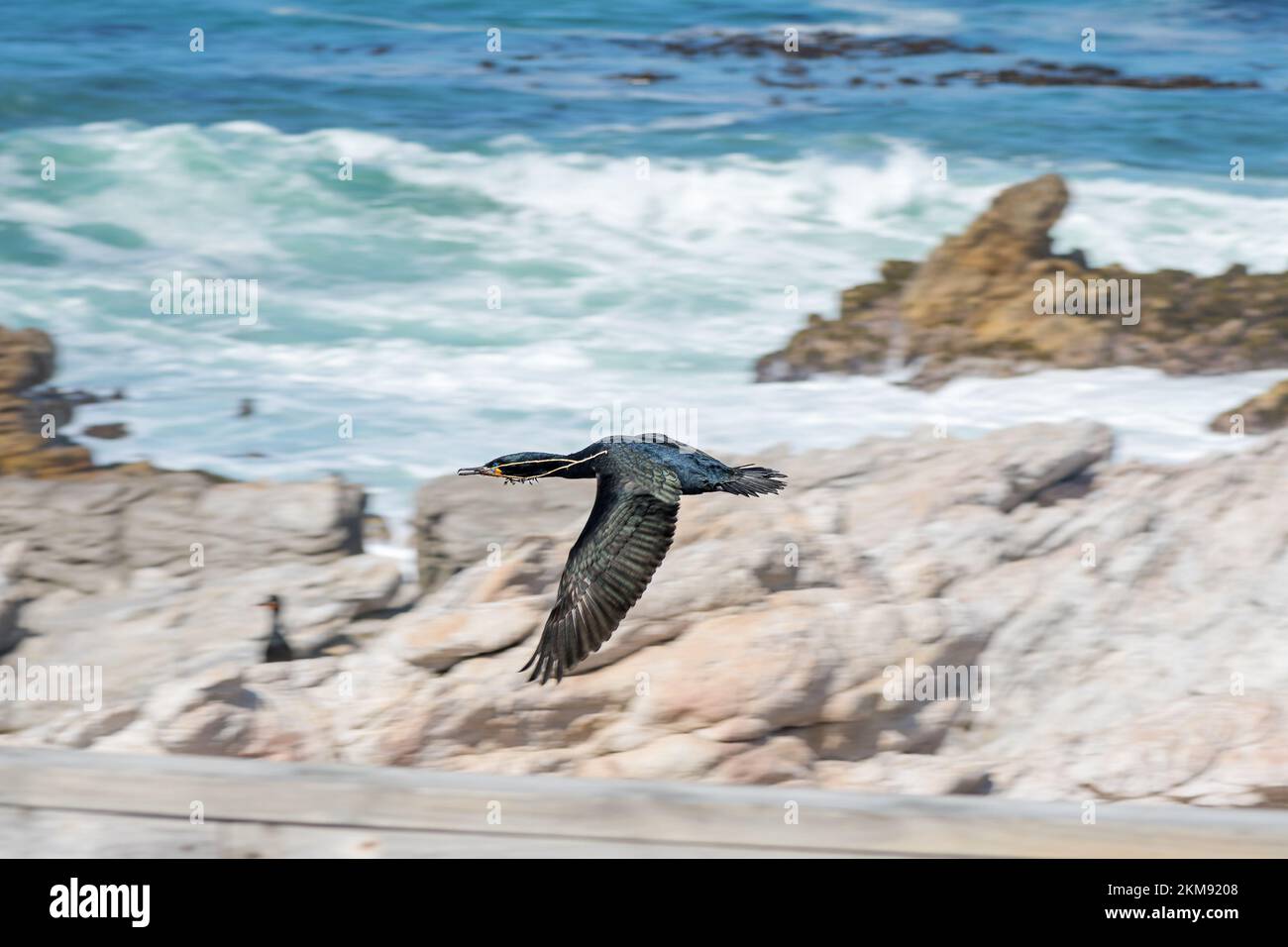 A Cape Cormorant, Phalacrocorax capensis, flying with nesting material in its beak at Stony Point Nature Reserve in Bettys Bay. Stock Photo