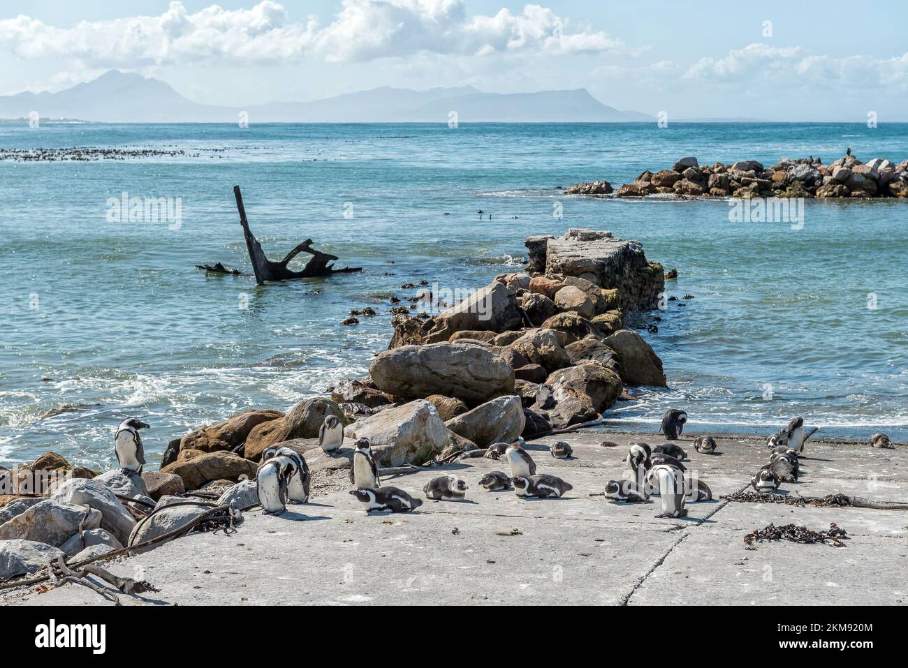 African Penguins at Stony Point Nature Reserve in Bettys Bay. Part of the Una shipwreck is visible Stock Photo