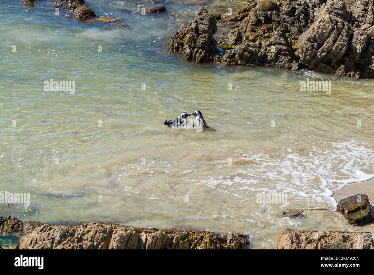 Two African Penguins interacting at Stony Point Nature Reserve in Bettys Bay. Stock Photo