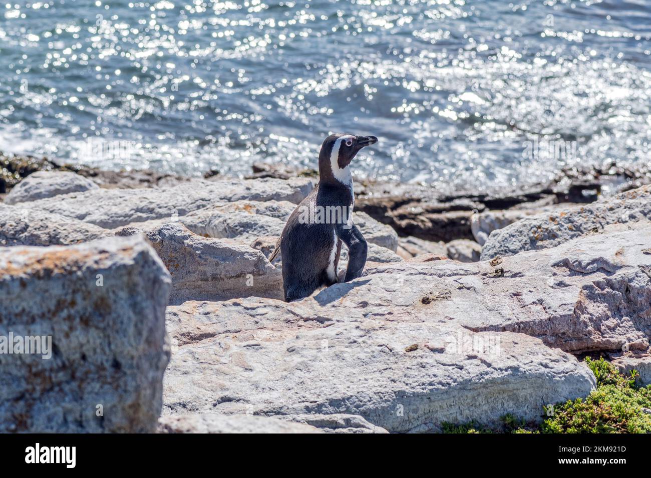 An African Penguin walking between rocks in Stony Point Nature Reserve in Bettys Bay. Stock Photo