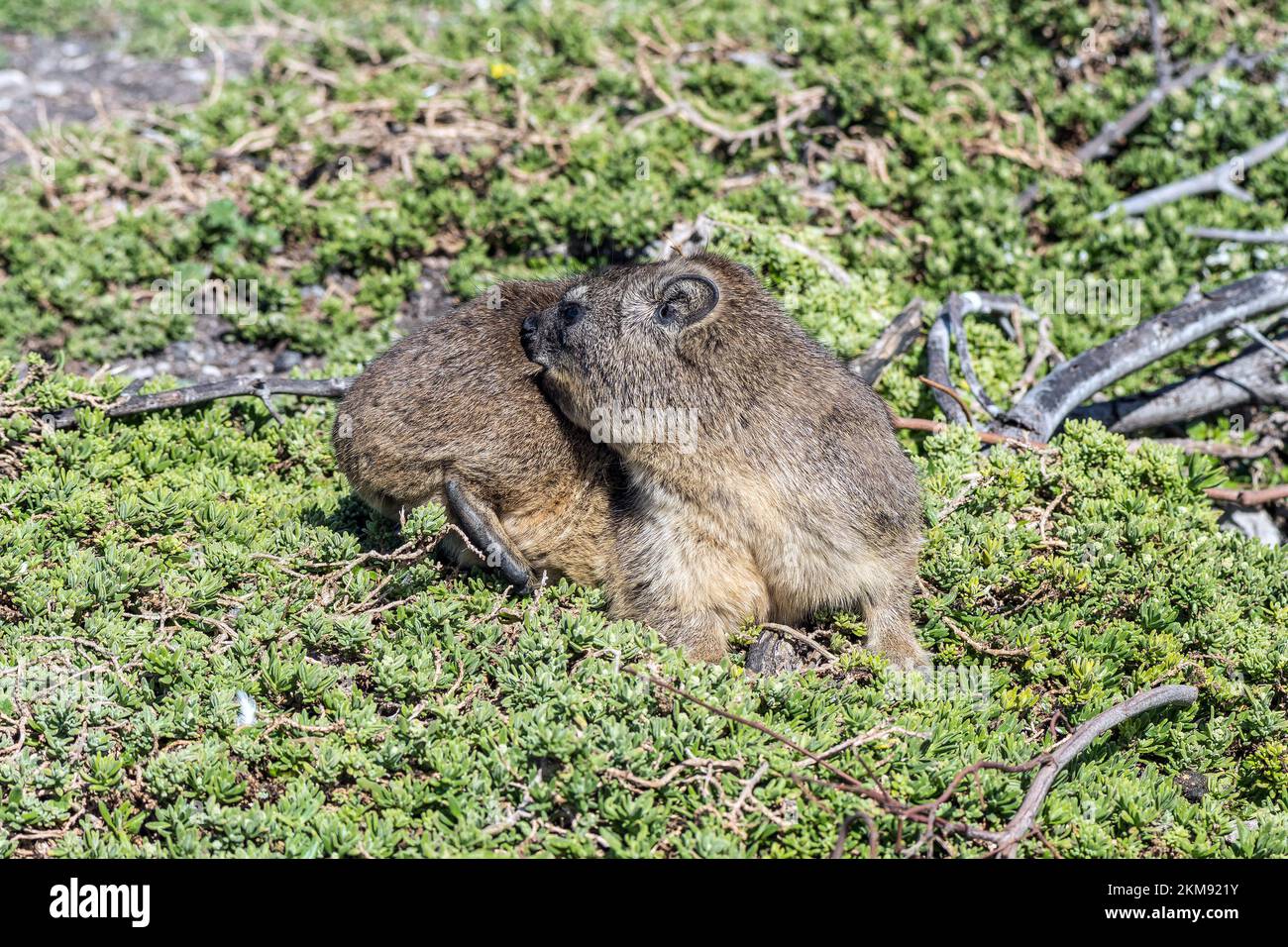 A Rock Hyrax, Procavia capensis, trying to bite an insect in its fur at Stony Point in Bettys Bay. Stock Photo