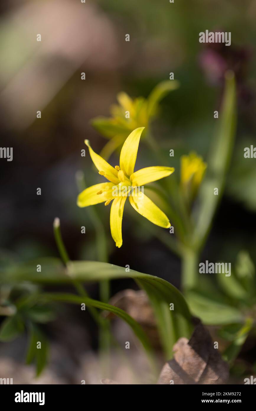 Gagea lutea, the Yellow Star-of-Bethlehem Stock Photo