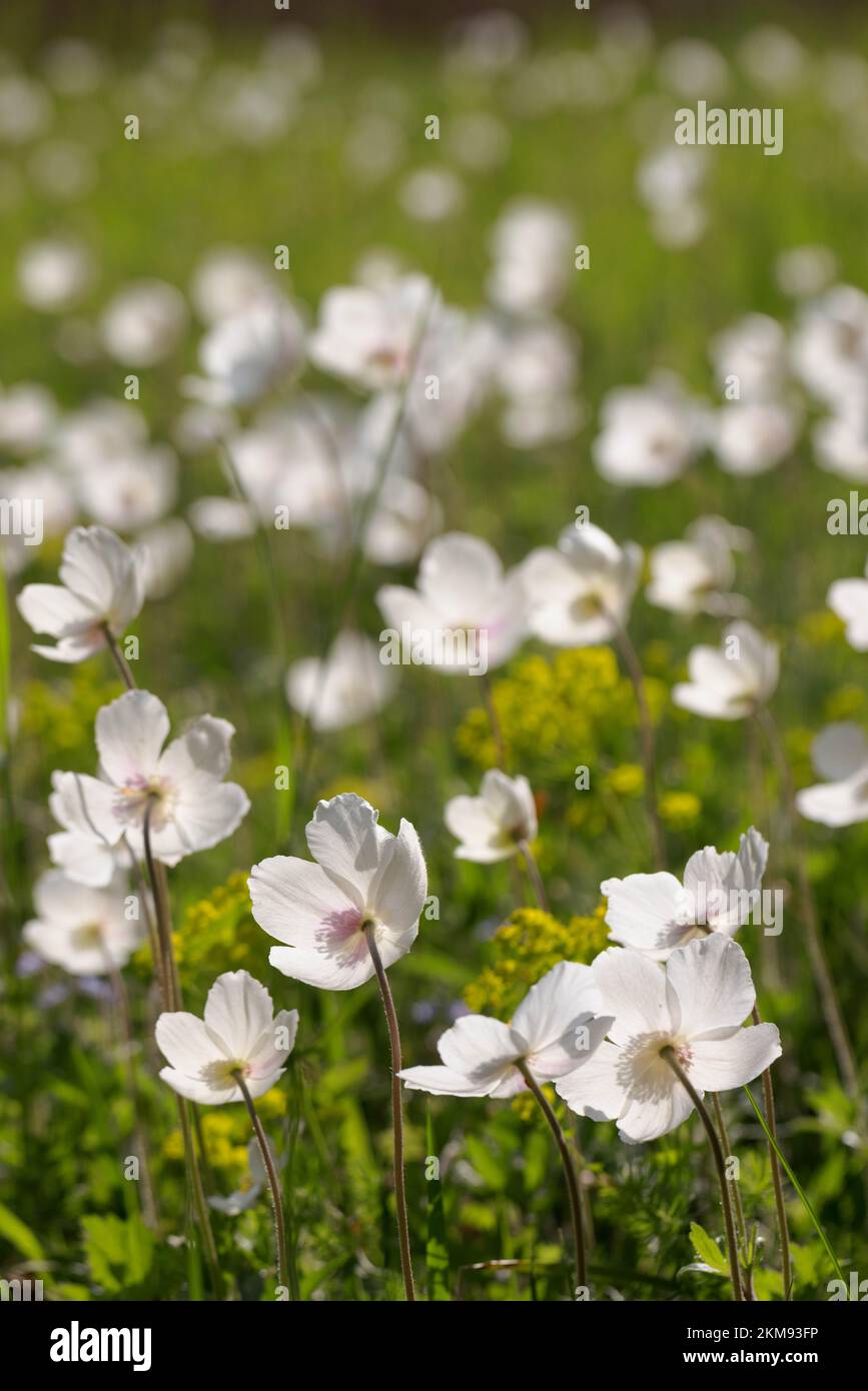 Large stand of snowdrop windflower (Anemone sylvestris) in Bavaria in spring Stock Photo