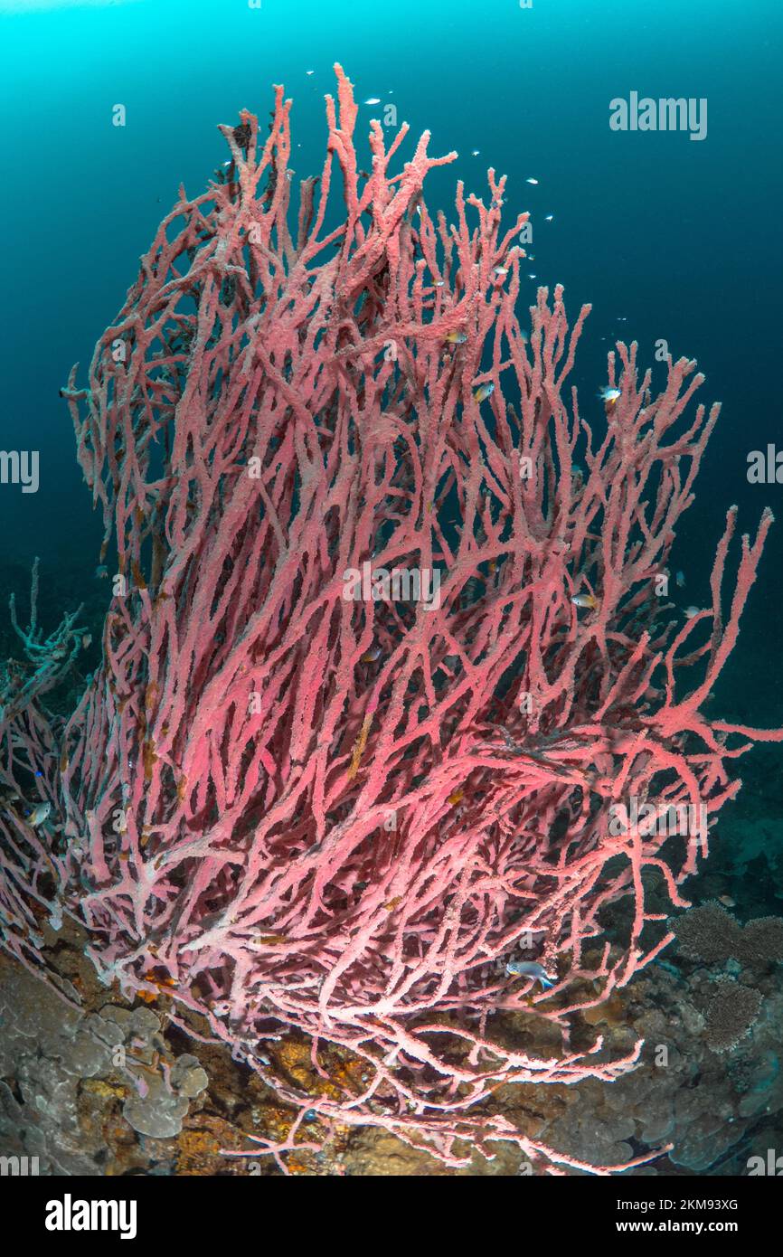 Large sea sponge growing on healthy coral reef Stock Photo Alamy