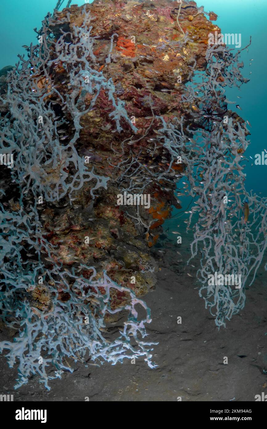 Large sea sponge growing on healthy coral reef Stock Photo Alamy