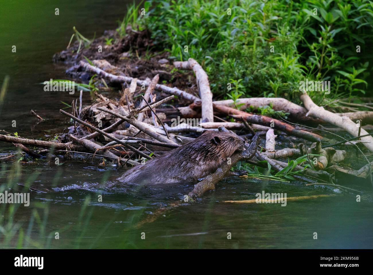 Wild beaver in a creek in Frankonia building a dam Stock Photo - Alamy