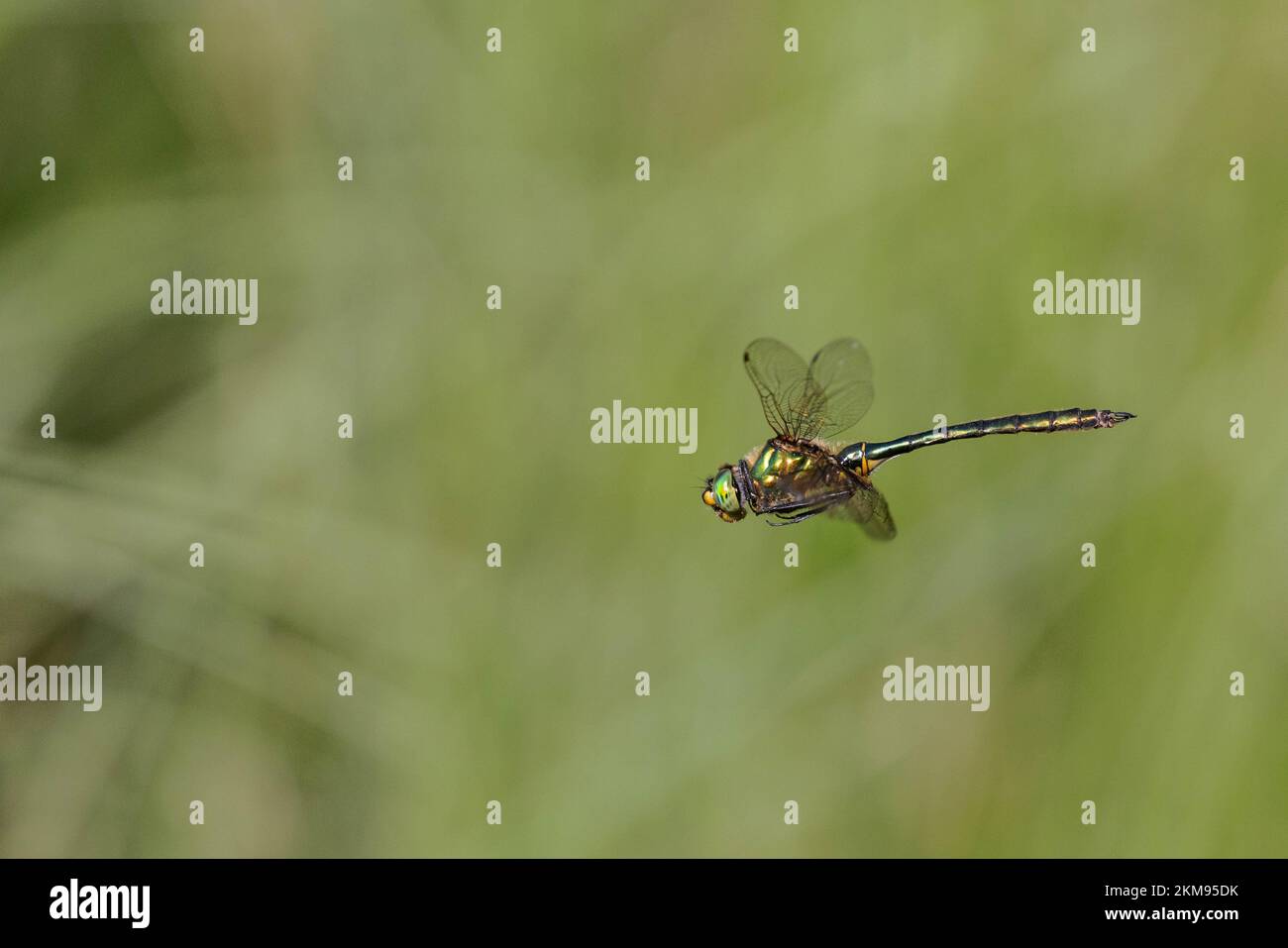 Brilliant emerald dragonfly hovering over a lake in Bavaria Stock Photo ...