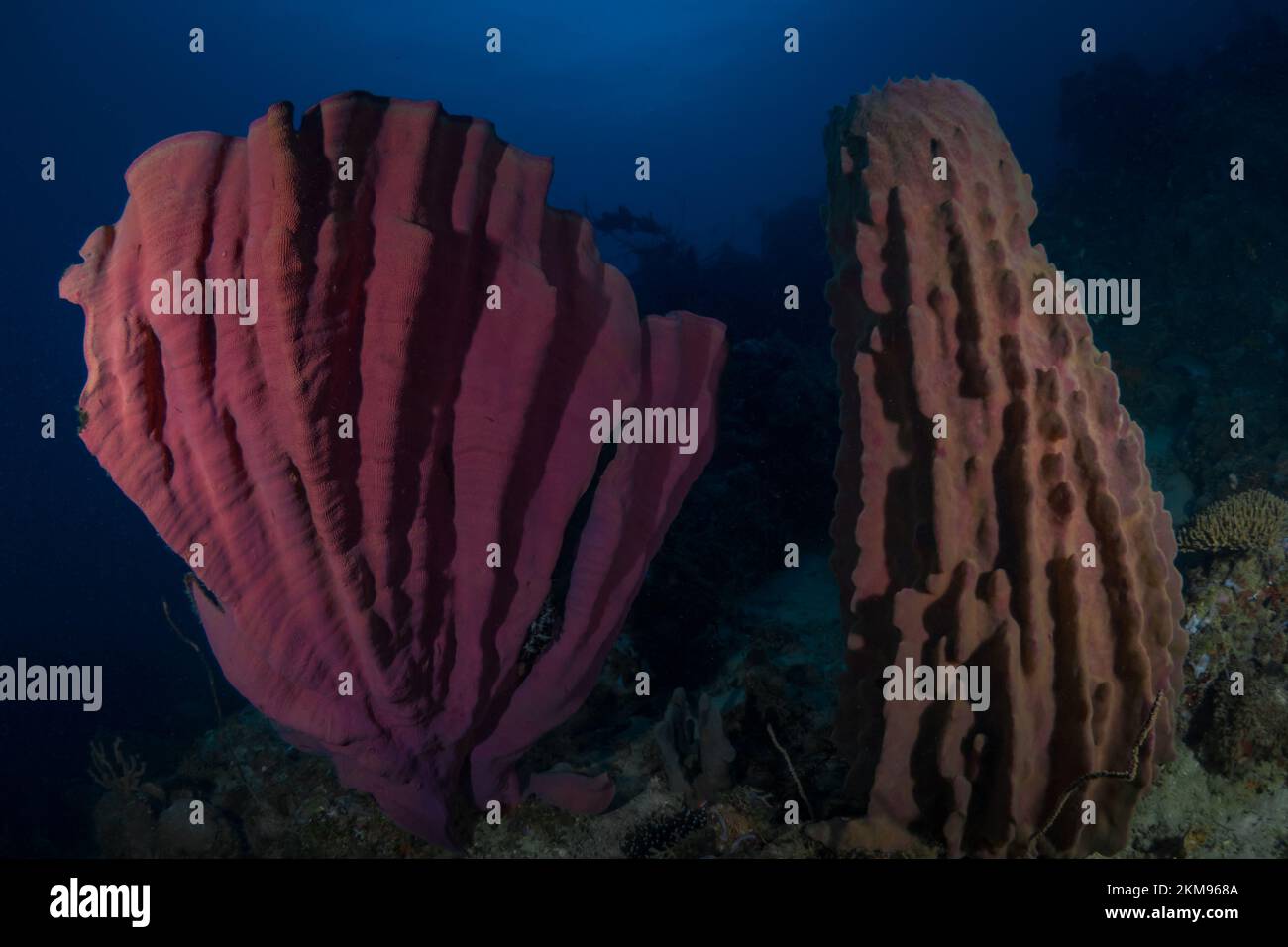 Large sea sponge growing on healthy coral reef Stock Photo Alamy