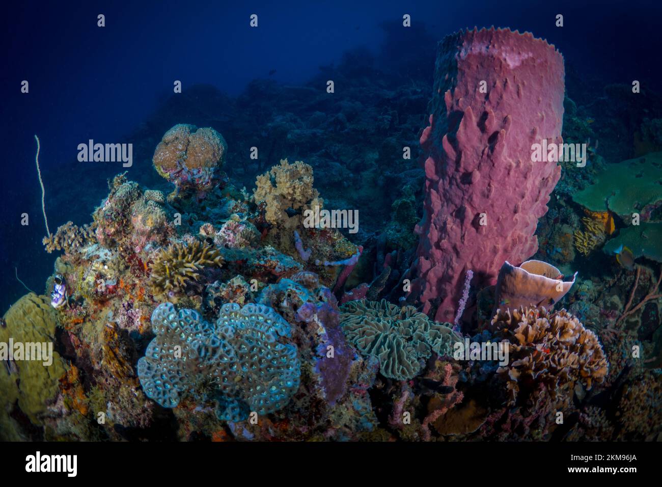 Large sea sponge growing on healthy coral reef Stock Photo Alamy