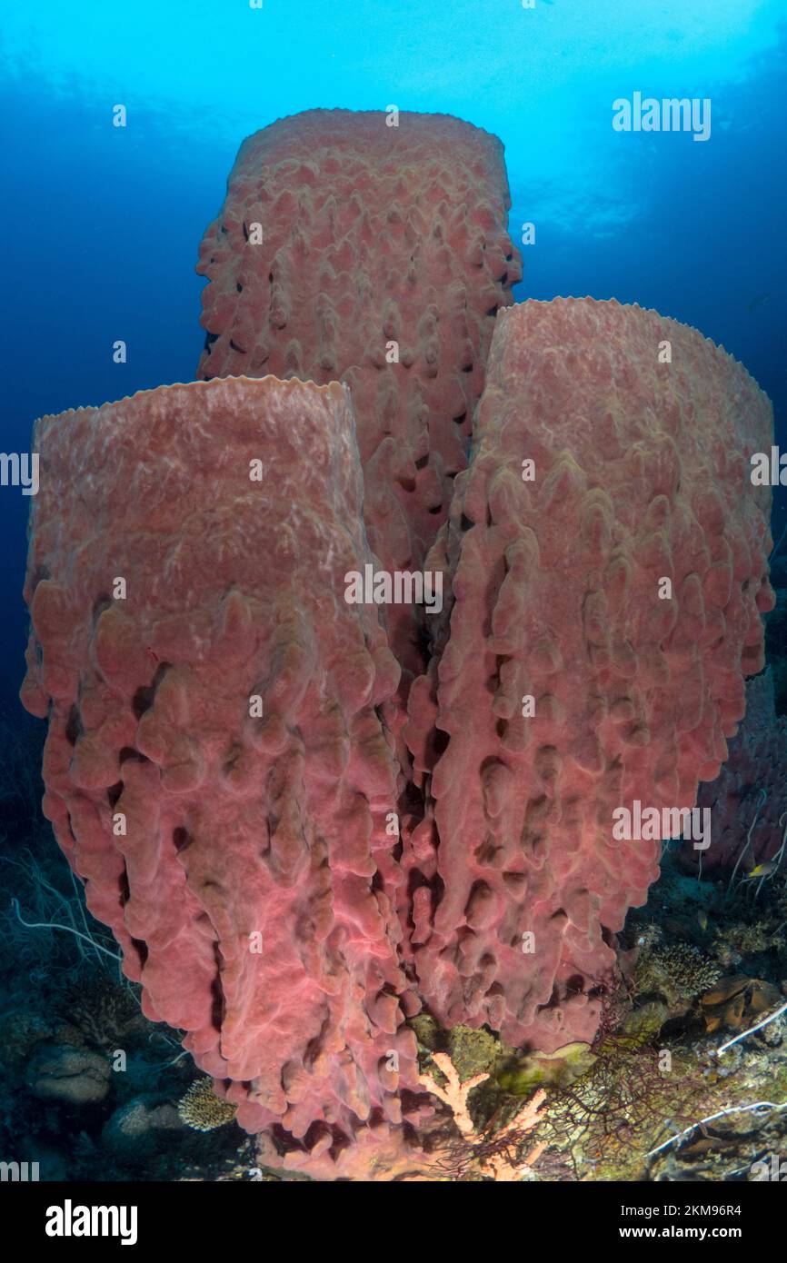 Large sea sponge growing on healthy coral reef Stock Photo Alamy