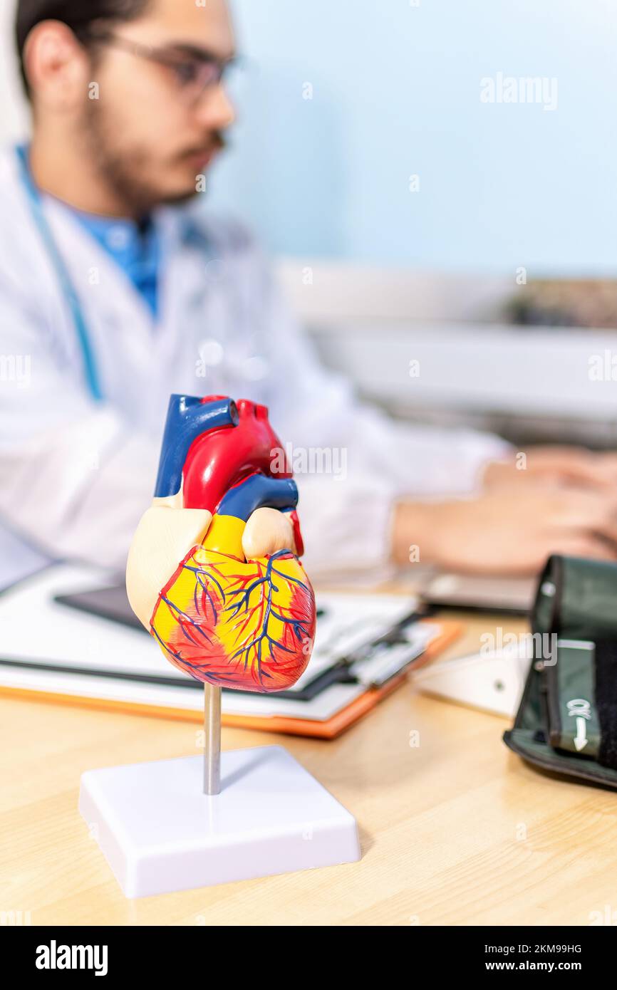 A vertical shot of an anatomical model of a human heart on a doctor's table in a cardiology office Stock Photo