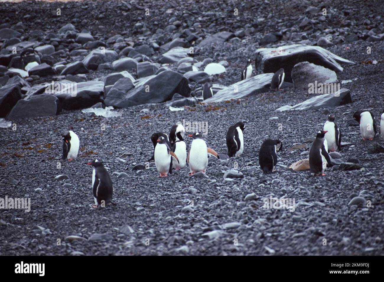A waddle or group of penguins on the rocky beach of deception Island in Antarctica. Stock Photo