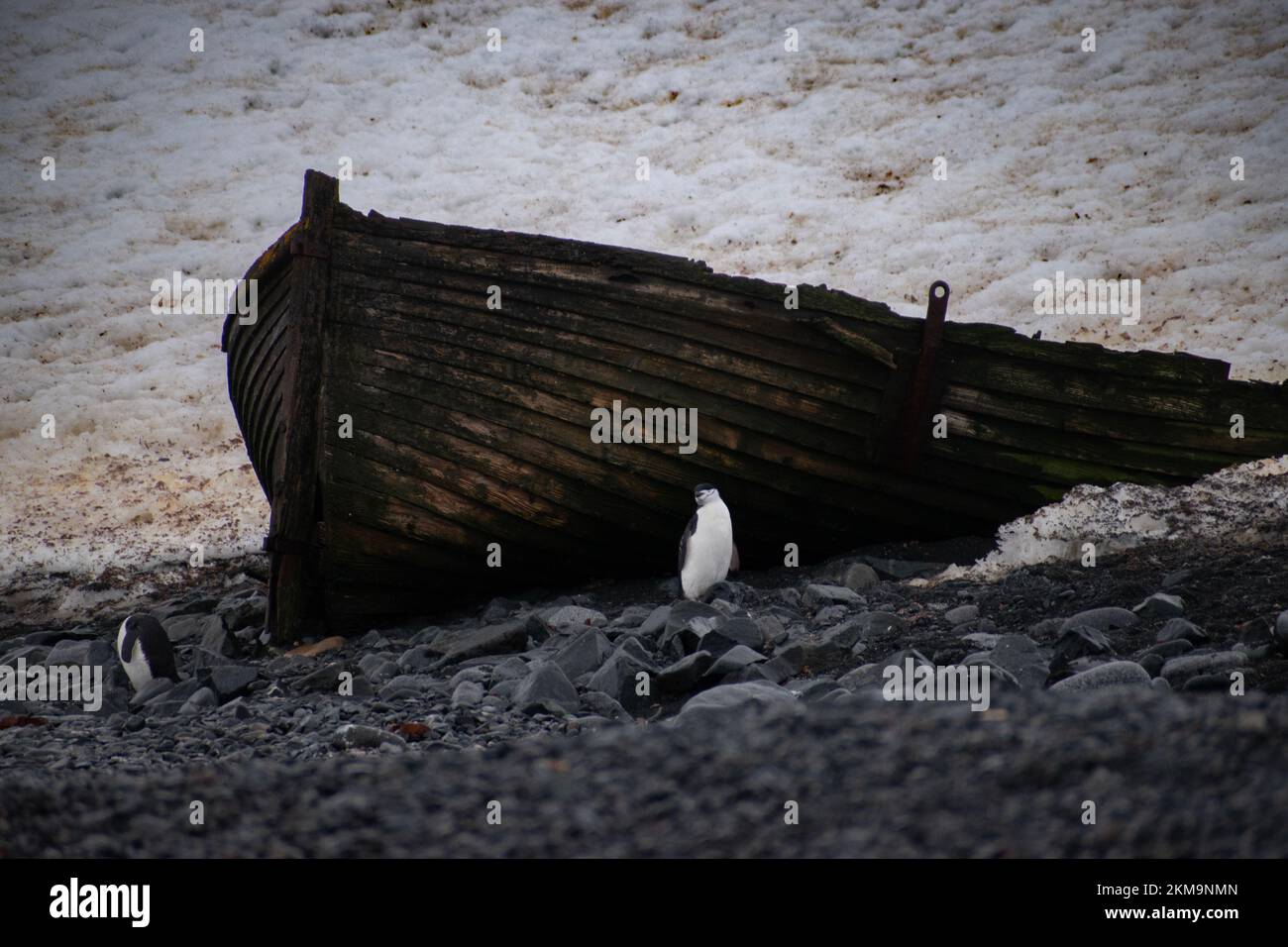 Chinstrap Penguin standing near an old wood whaling boat.  On deception island during spring in Antarctica. Stock Photo