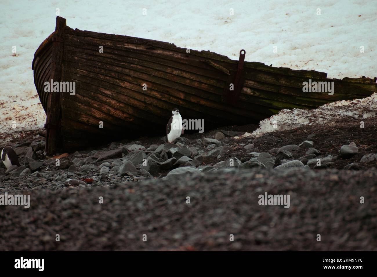 Chinstrap Penguin standing near an old wood whaling boat.  On deception island during spring in Antarctica. Stock Photo