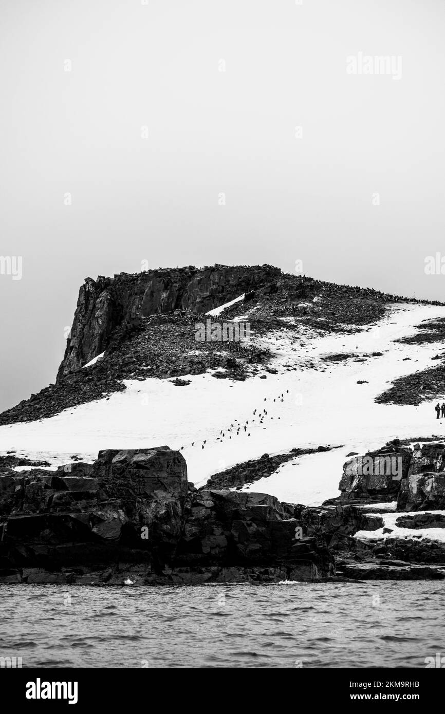 Antarctica penguins Black and White Stock Photos & Images - Alamy