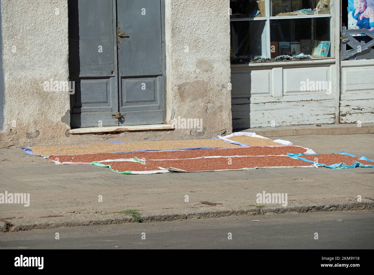 Teff drying on the streets of Asmara in Eritrea Stock Photo