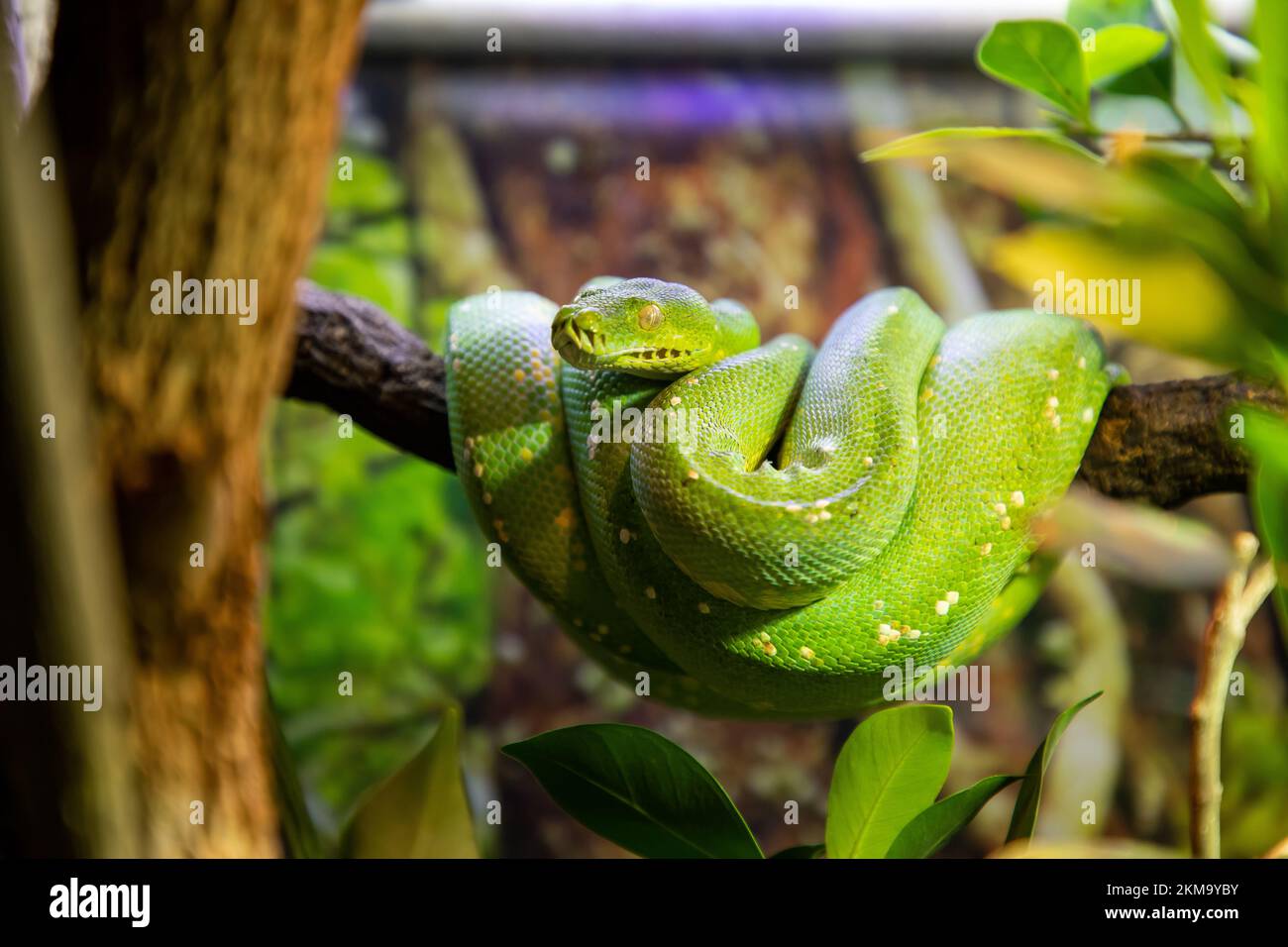 A green tree python curled up on a branch Stock Photo - Alamy