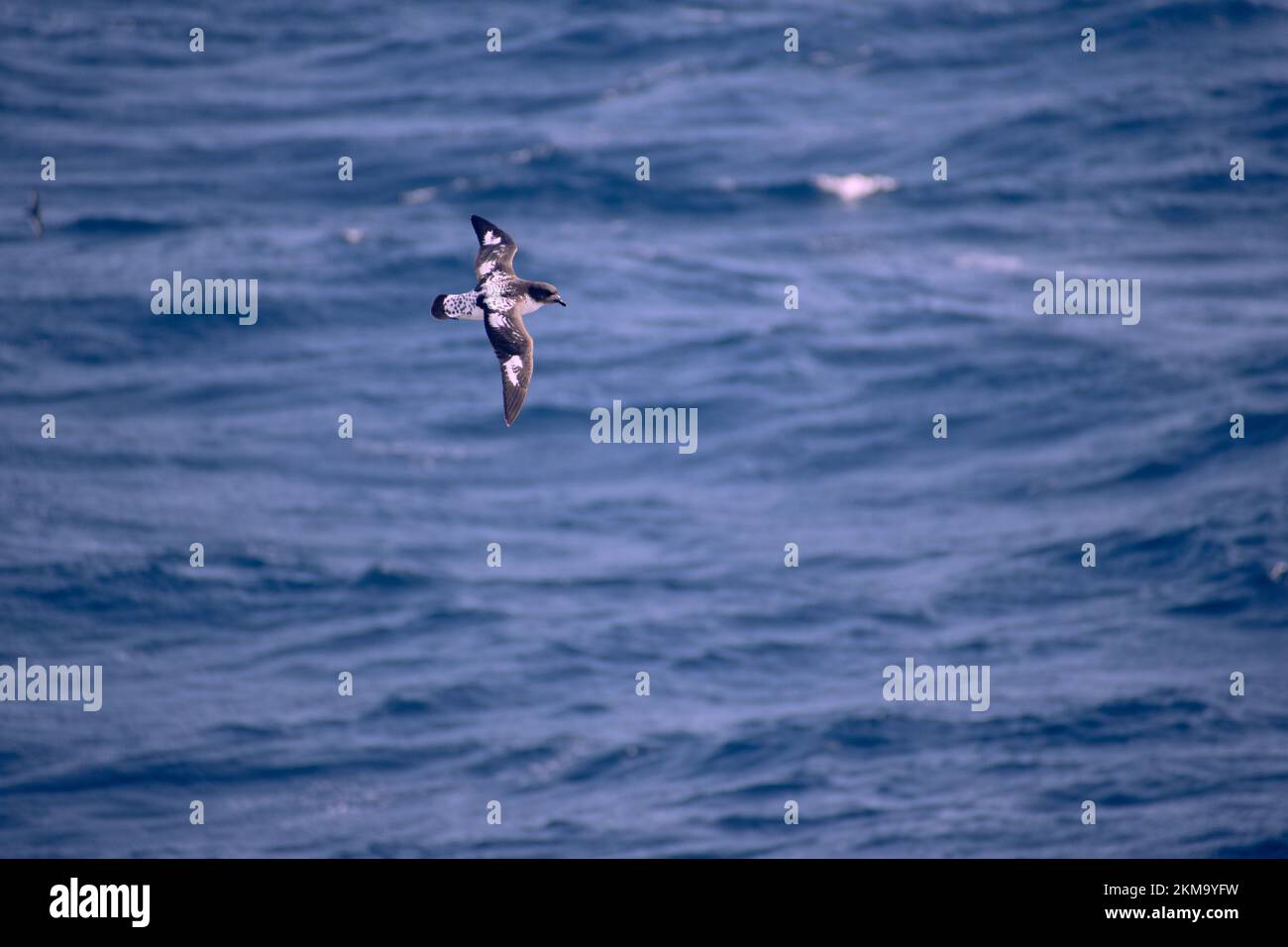 Cape Petrel bird soaring on the currents generated by the southern ocean. Stock Photo