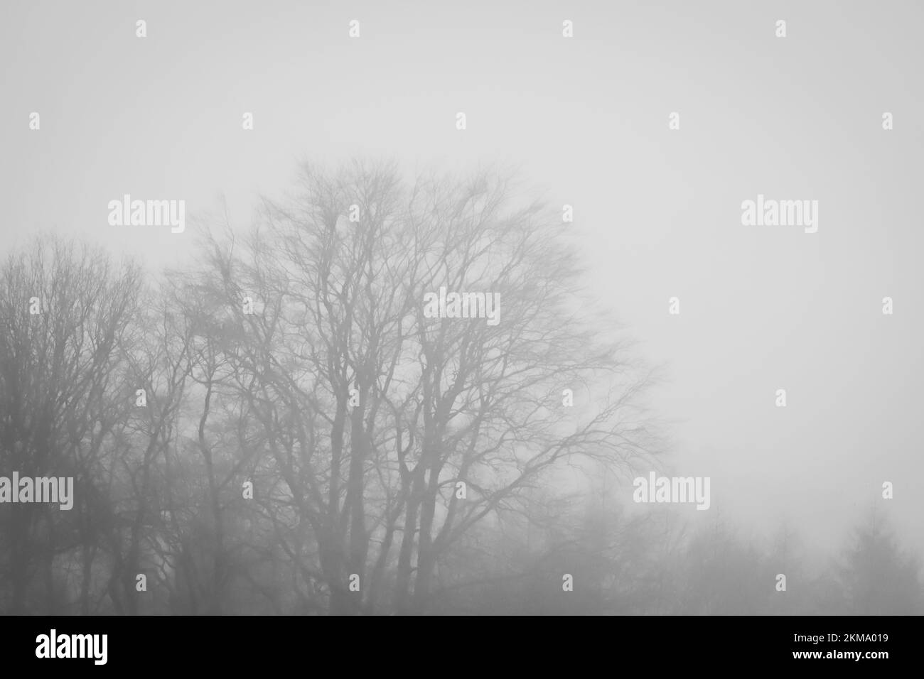 The leafless trees in the mist for a background Stock Photo - Alamy