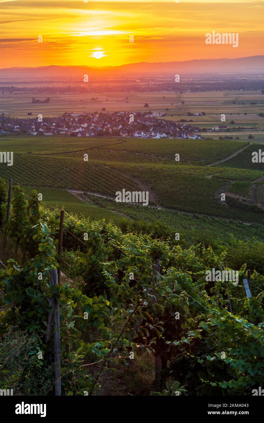 Bergholtz (Bergholz) view to village Bergholtz and Rhine Valley at sunrise, vineyard in Alsace