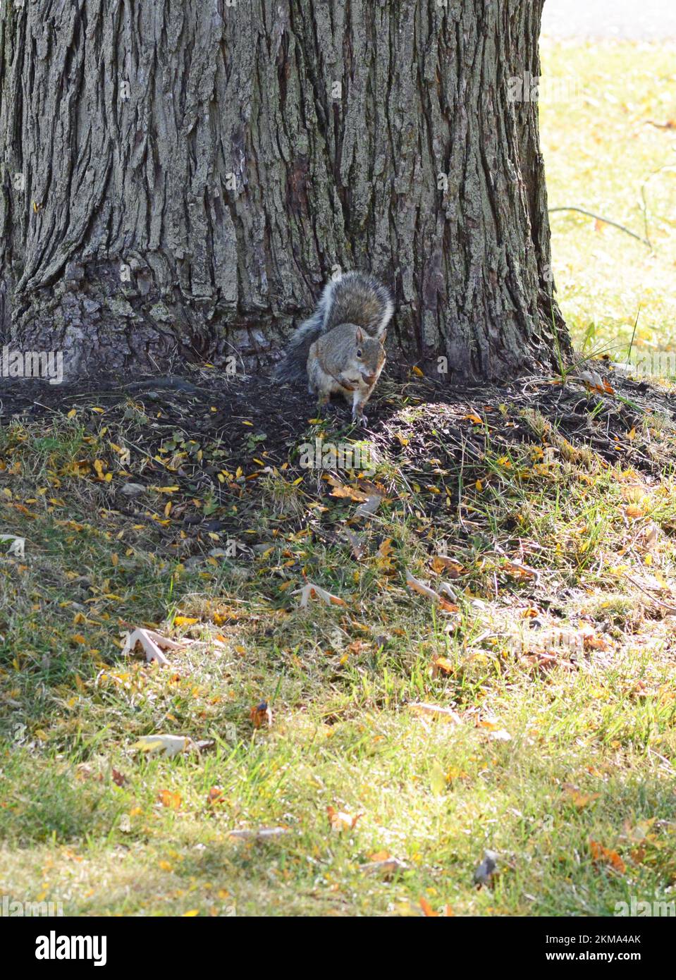 Closeup of a gray squirrel foraging under a large tree. Squirrels can