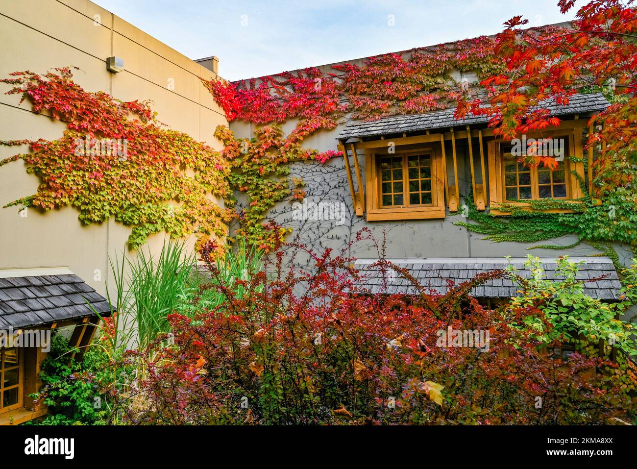 Grapevine covered wall, Quails Gate winery, West Kelowna , Okanagan Valley, British Columbia, Canada Stock Photo