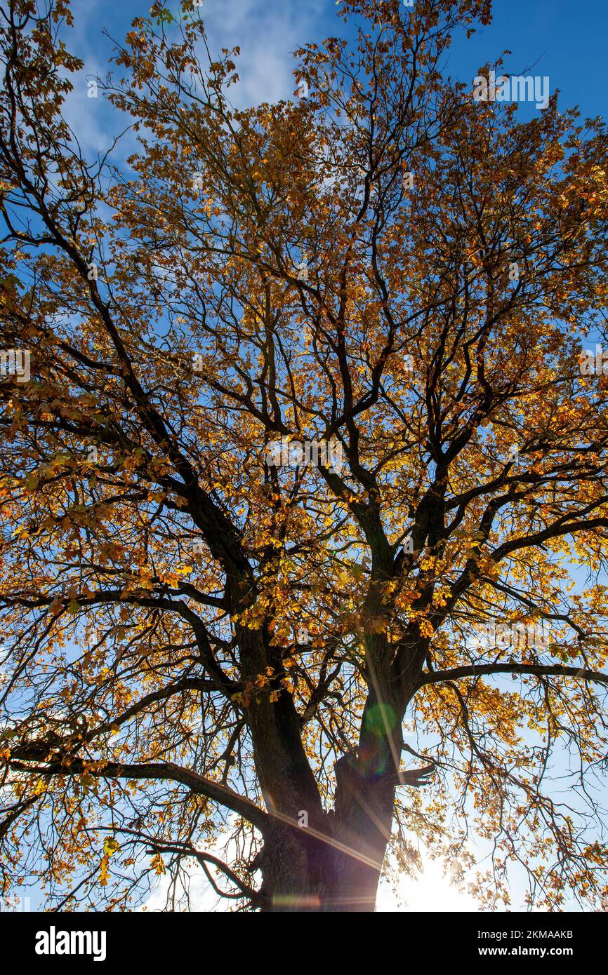 oak tree with orange foliage in the autumn season, sunny weather in the ...