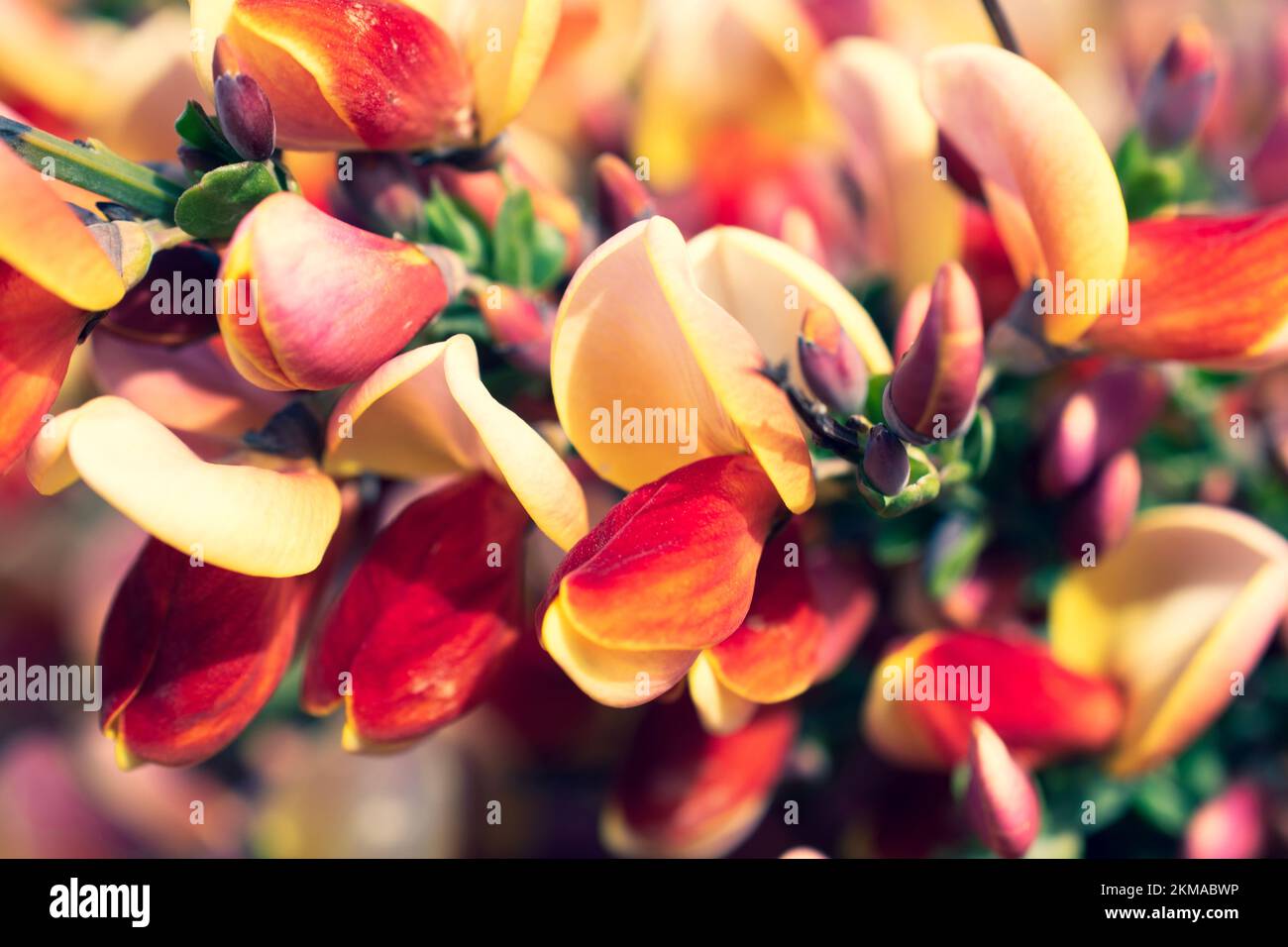 Vibrant Scotch Broom Plants in Bloom in Ushuaia, Argentina. In full