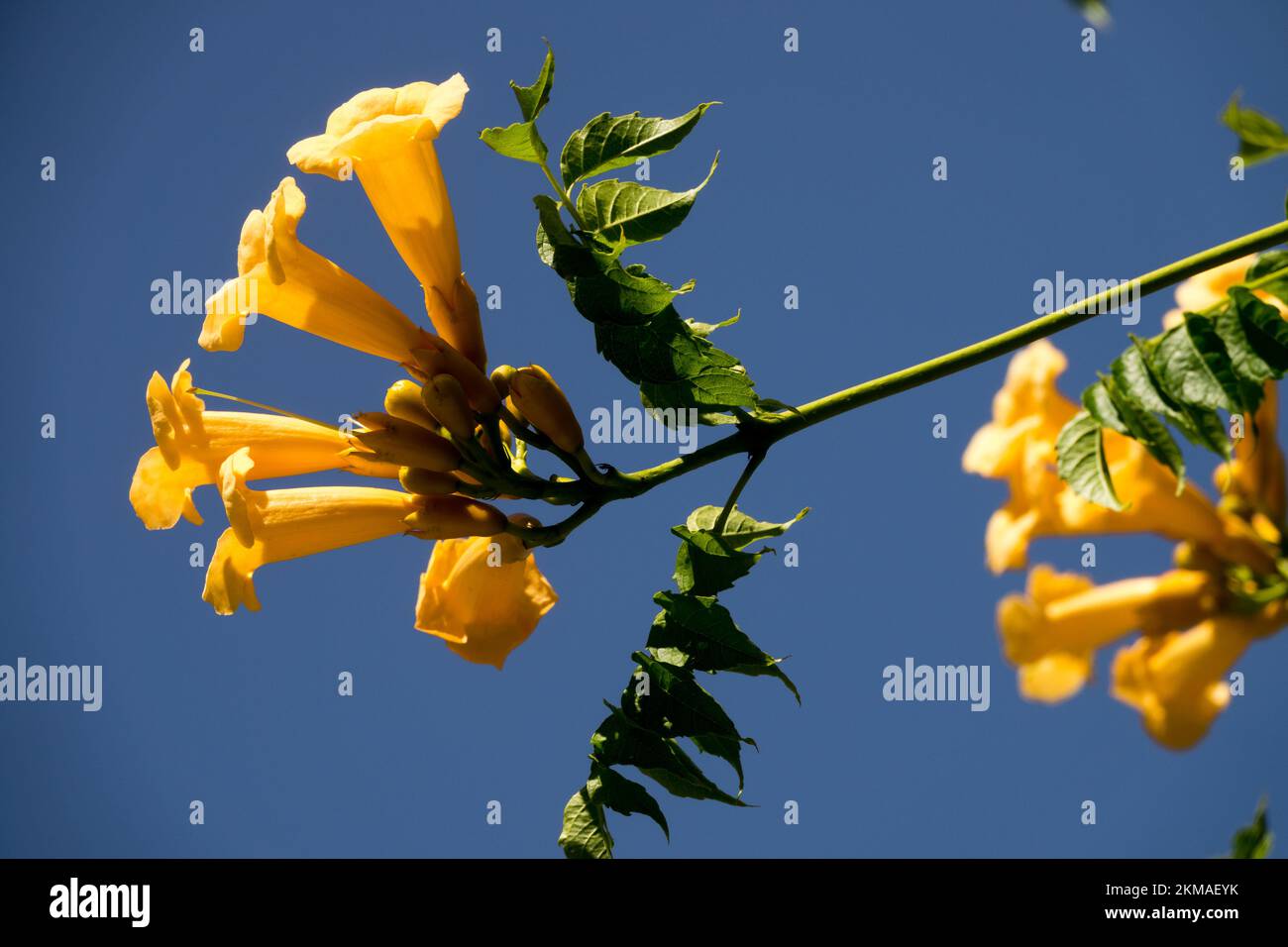 Orange Bloom Trumpet creeper Campsis radicans 'Flava 'Climbing Plant Flower Campsis Flowers Blooming July Climber Trumpet vine Blooms Flowering Summer Stock Photo