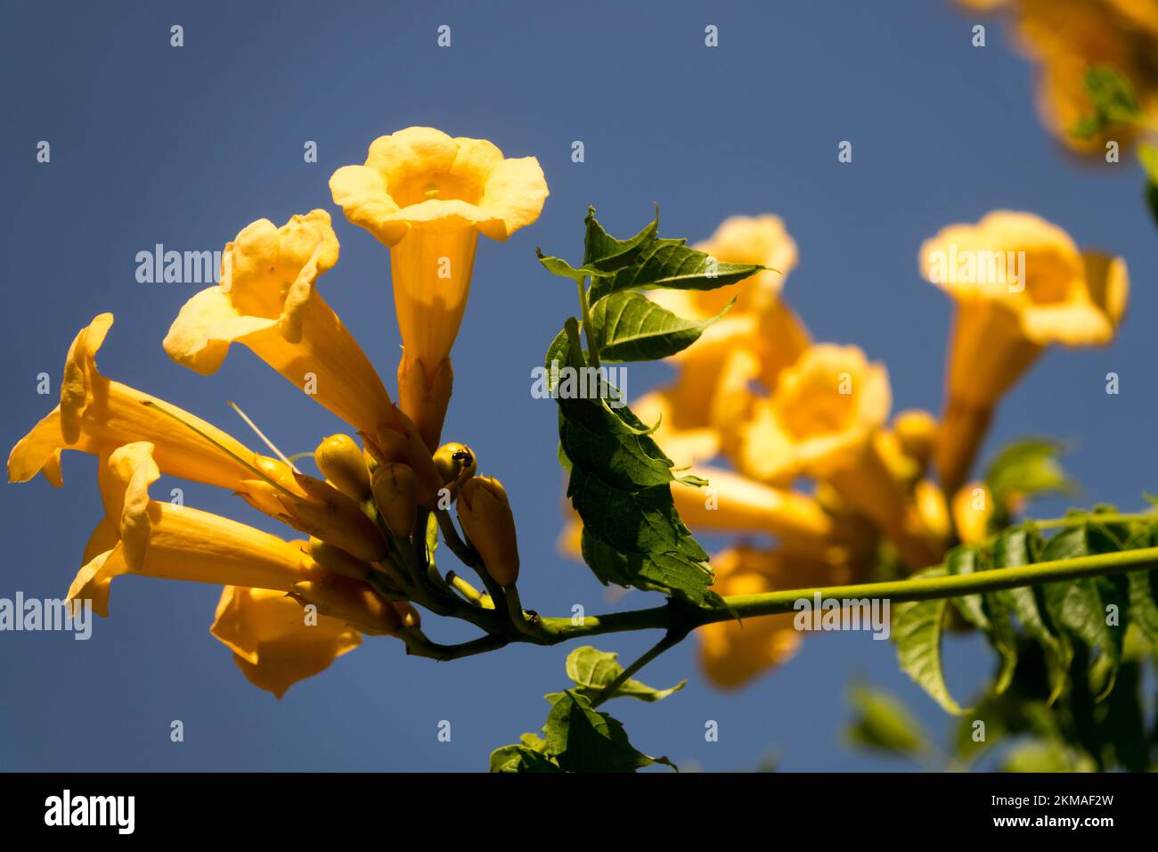Trumpet vine, Campsis radicans 'Flava' Stock Photo