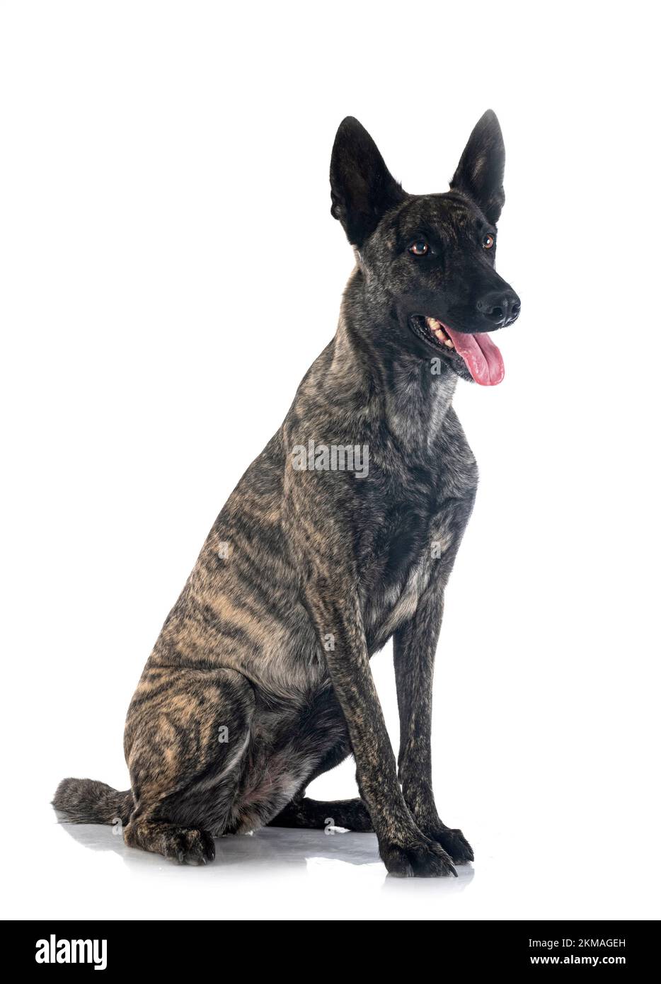 Dutch Shepherd in front of white background Stock Photo - Alamy