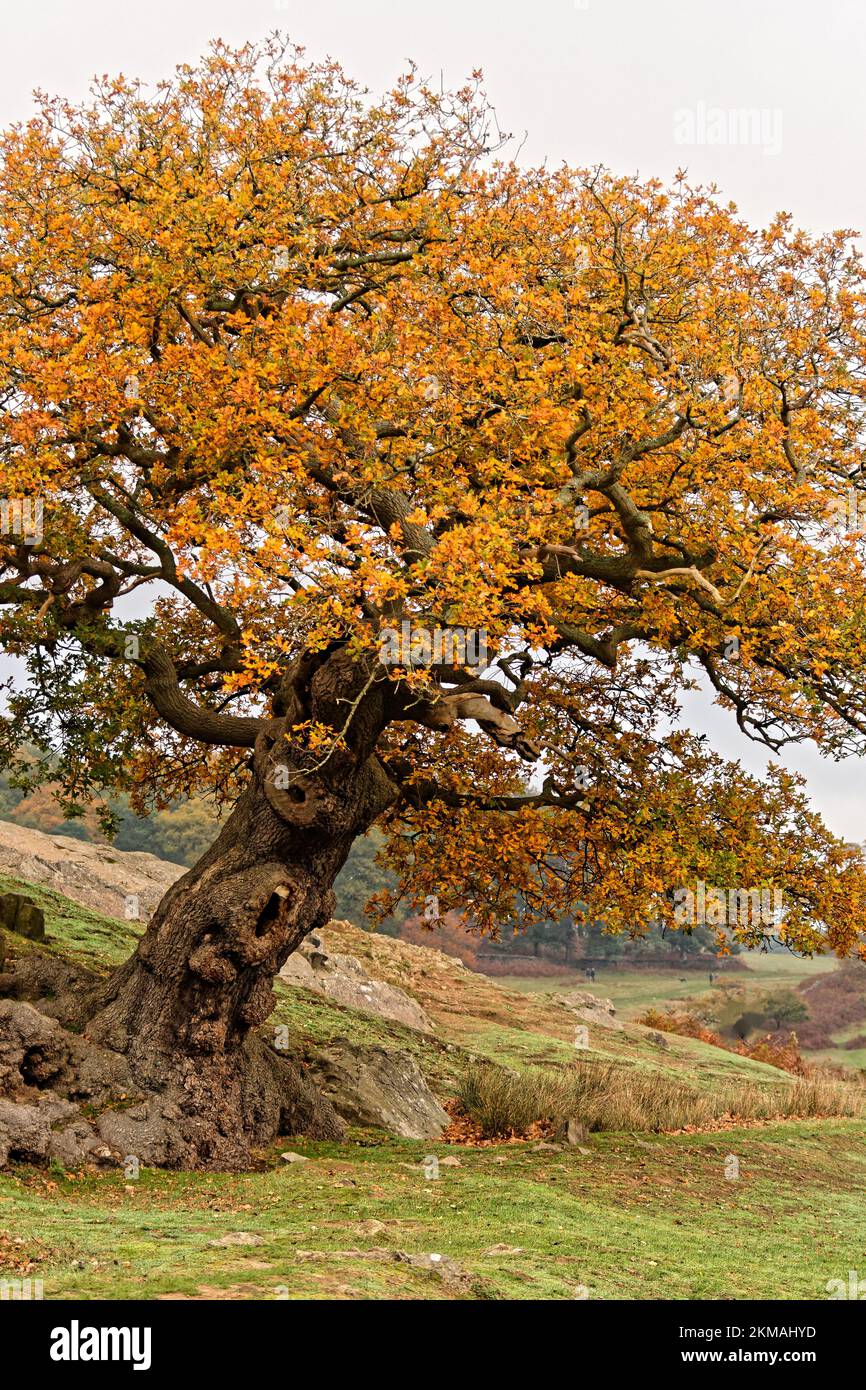 Bradgate country park walk hi-res stock photography and images - Alamy