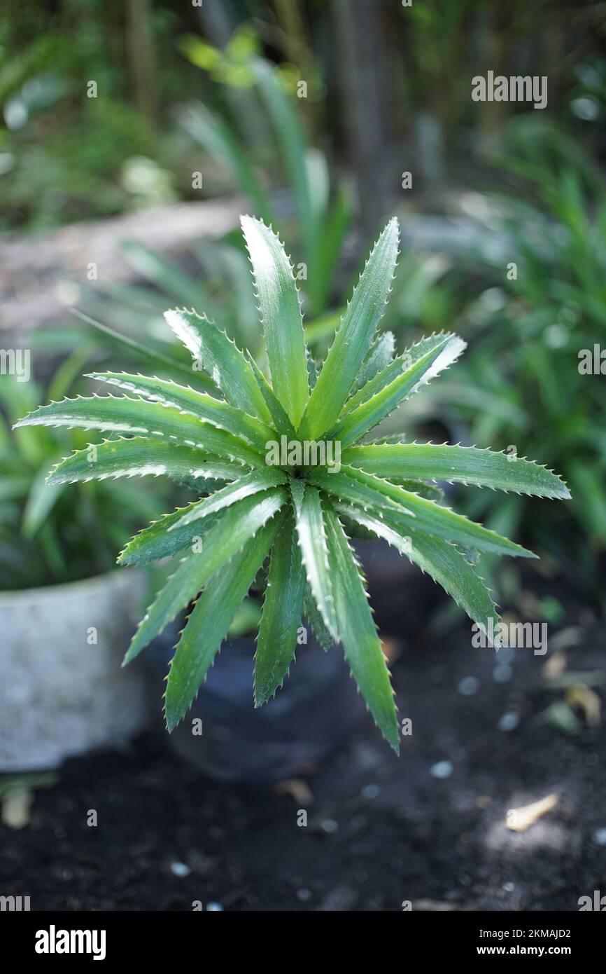 Fresh green Orthophytum plant in closeup Stock Photo
