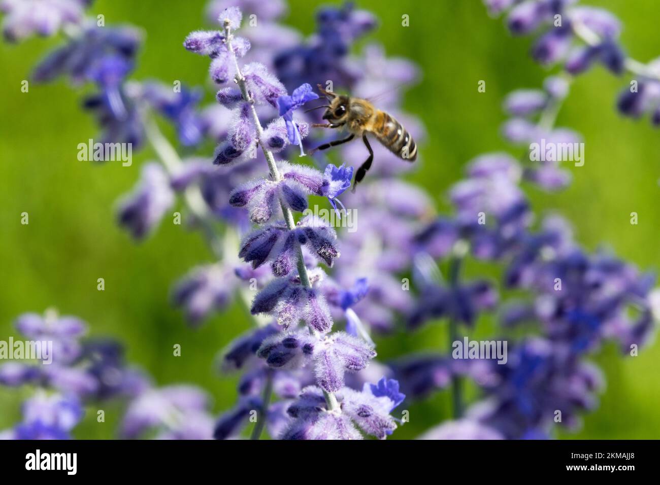 European honey bee flying to Perovskia 'Blue Spire', Salvia yangii, Russian Sage, Close up bloom bee-friendly plants Stock Photo