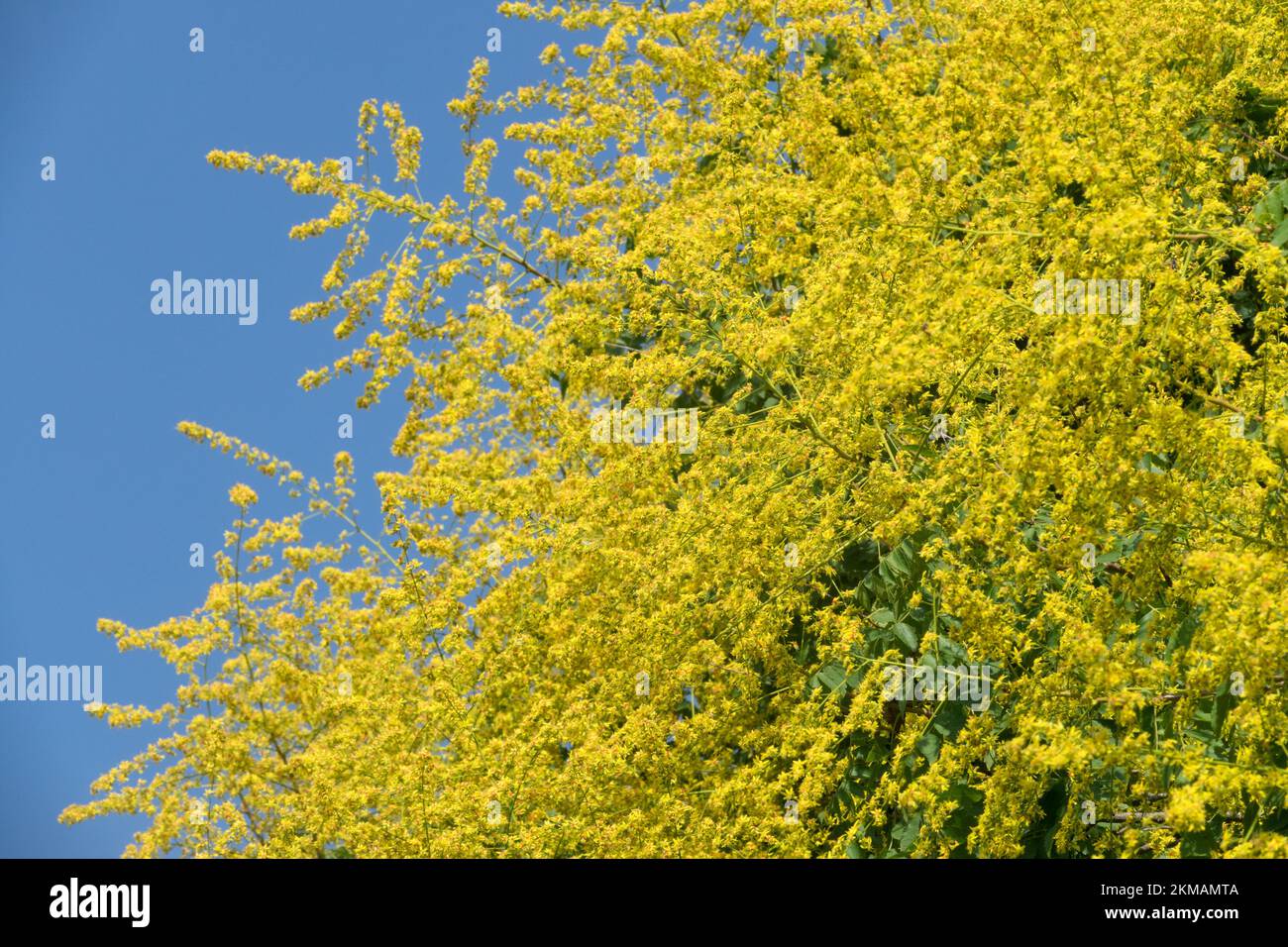 Pride of India tree Blooming, Koelreuteria paniculata, Goldenrain tree in full bloom Stock Photo