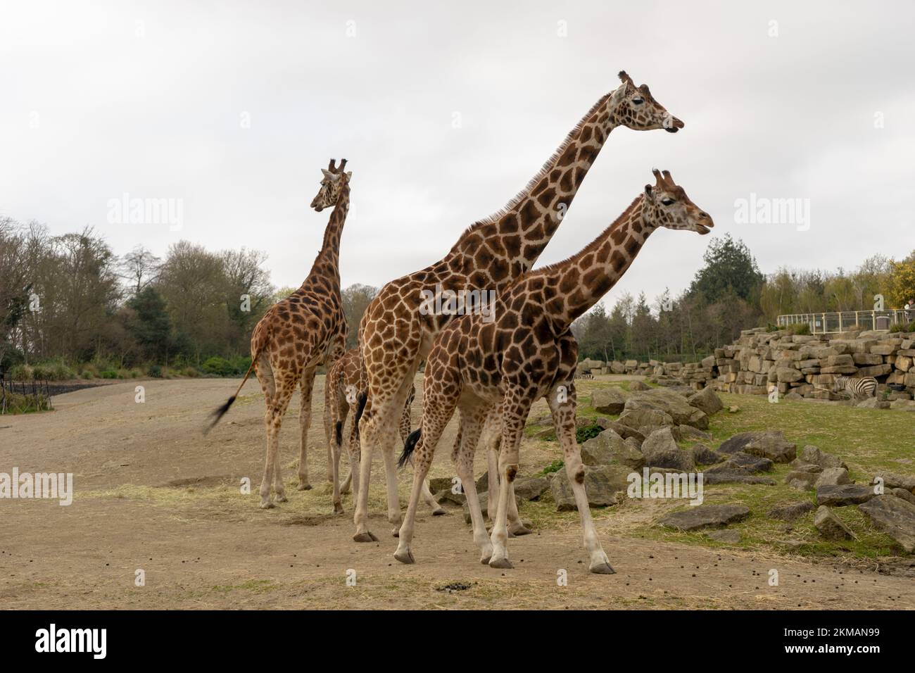 Several differentsized giraffes in a wide area in Dublin Zoo, Ireland