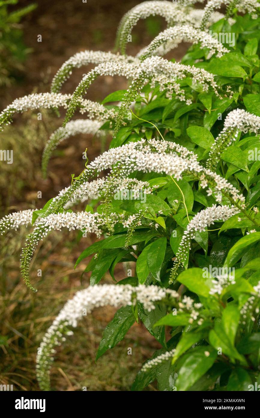 Gooseneck Loosestrife, Lysimachia clethroides, Blooming,Plant in Garden Stock Photo
