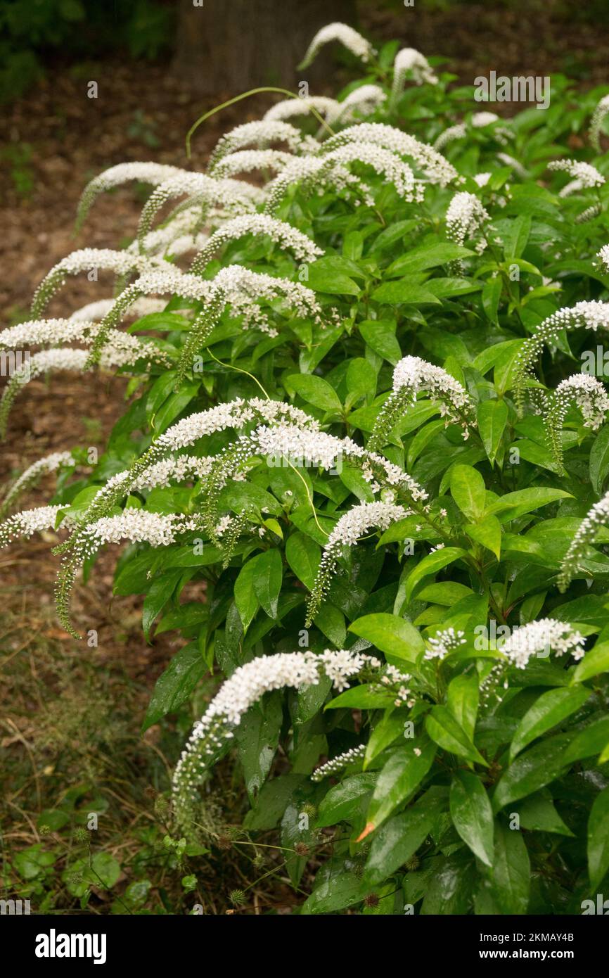 Gooseneck Loosestrife, Lysimachia clethroides, Herbaceous, Garden, White, Flowers, Blooming, Plant Stock Photo