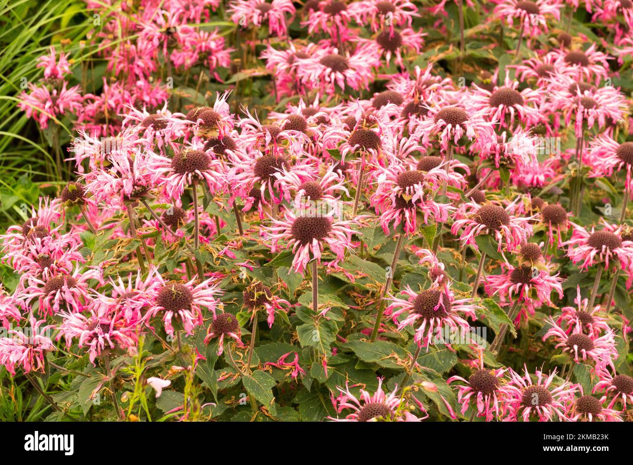 Herbaceous, Beebalm, Flowers, Oswego tea, Plant, Blooming, Monarda didyma, Blooms, Monarda, Bergamot, Monarda Bee-Lieve Stock Photo