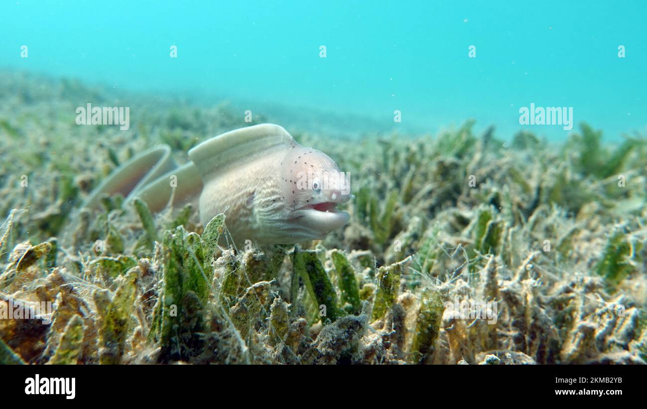 Moray eels. Fishes a type of bone fish Osteichthyes. Moray eels