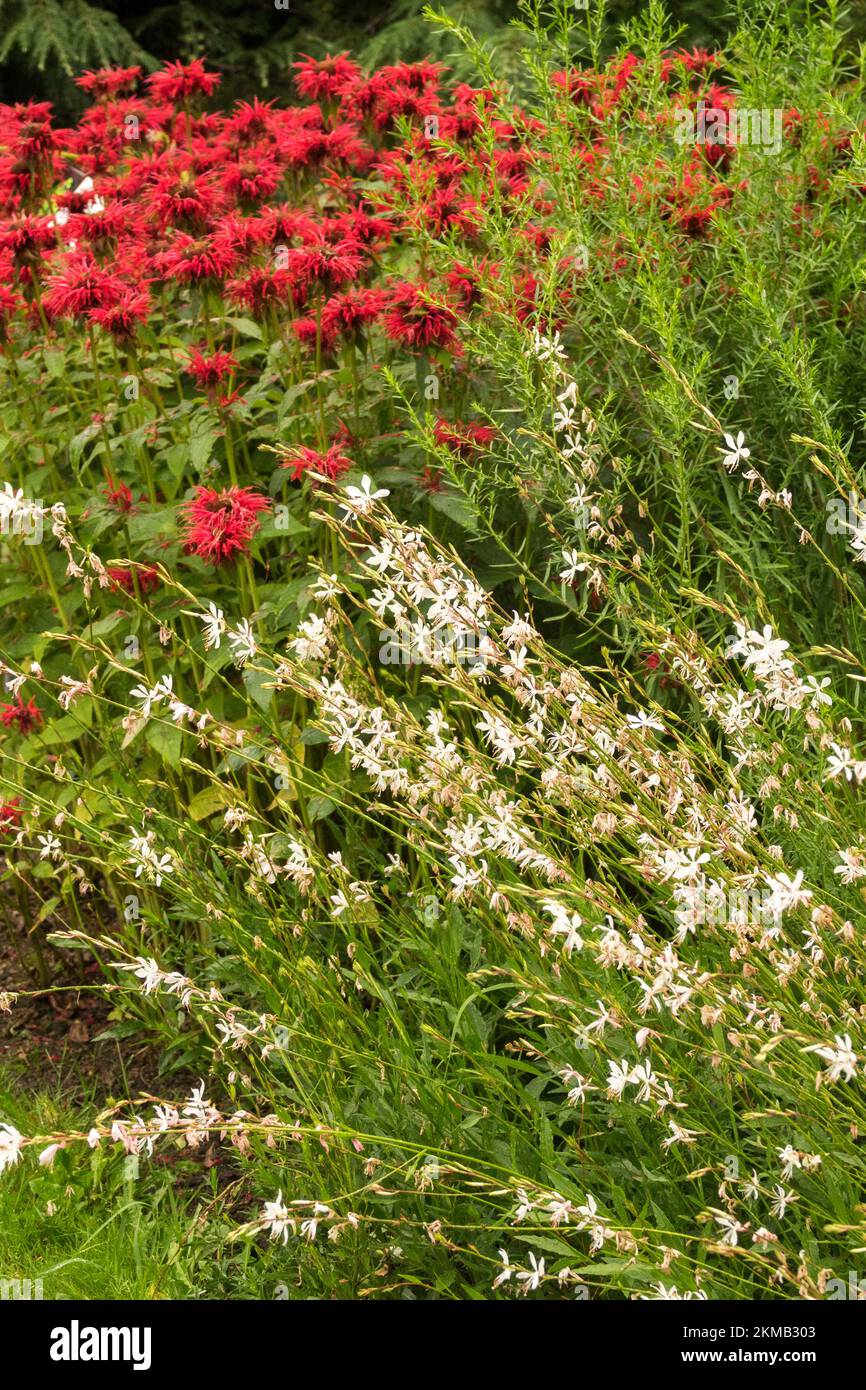 Monarda, Gaura, White, Mixed, Red, Plants, Garden, Border, Herbaceous, Blooming Stock Photo