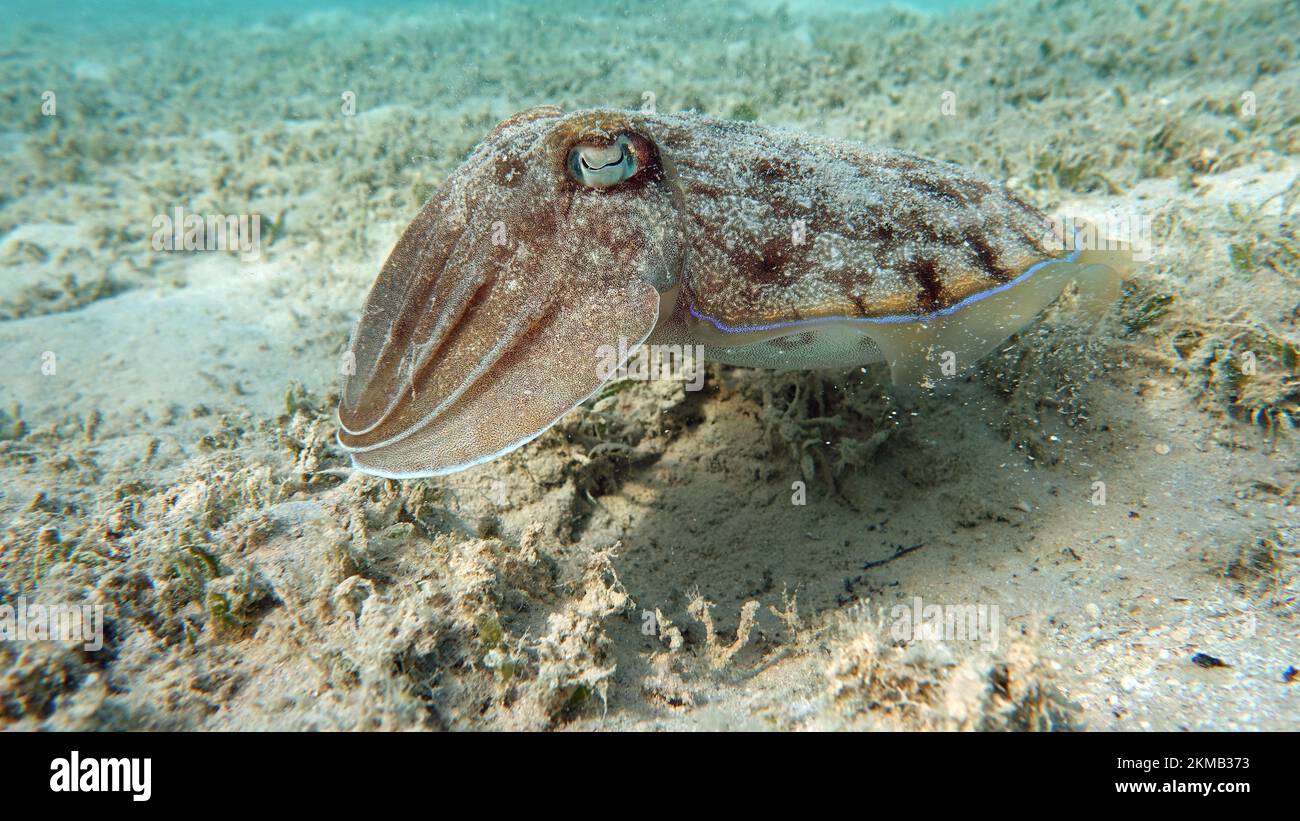 Sepia pharaonis. Mollusks, type of Mollusk. Headfooted mollusks
