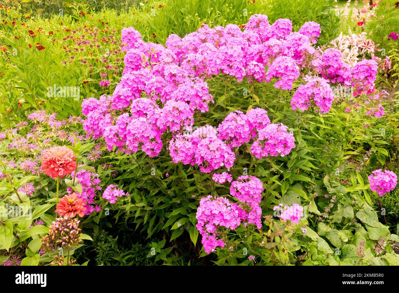 Pink, Garden Phlox paniculata, Phloxes Stock Photo