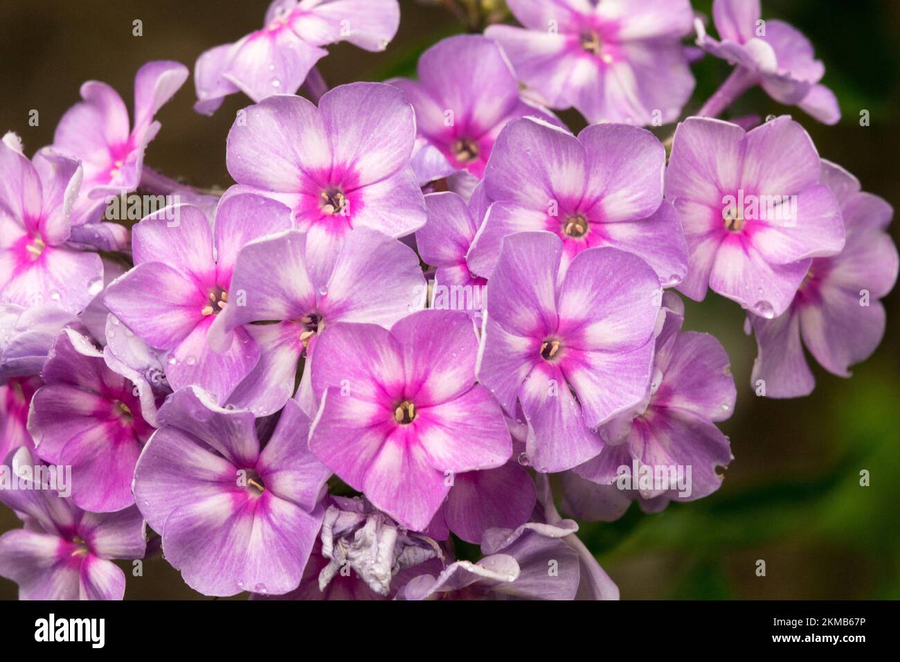 Pink, Garden Phlox paniculata 'Amethyst' bloom Stock Photo