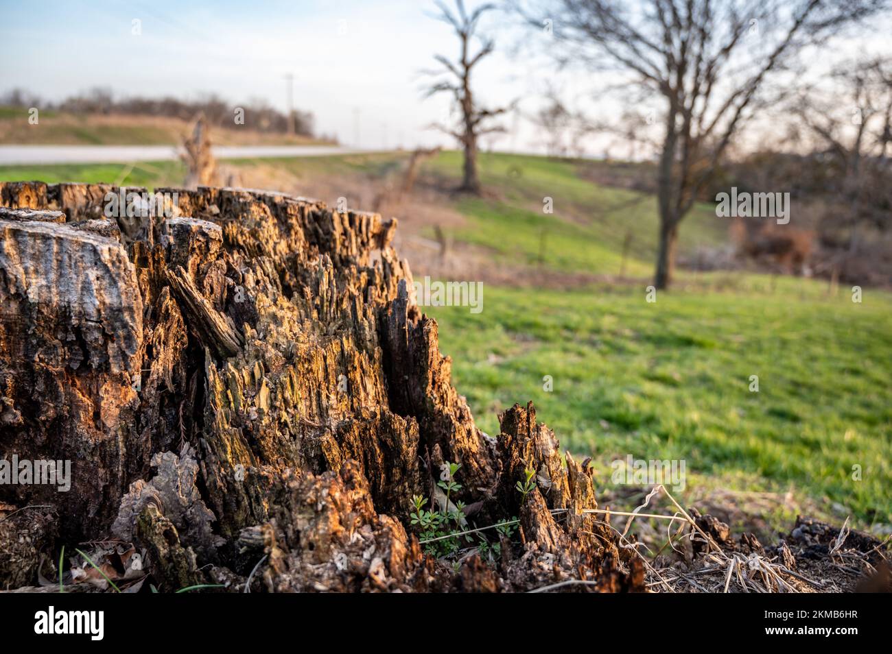 Old rotting tree stump showing age and decay from many years Stock ...