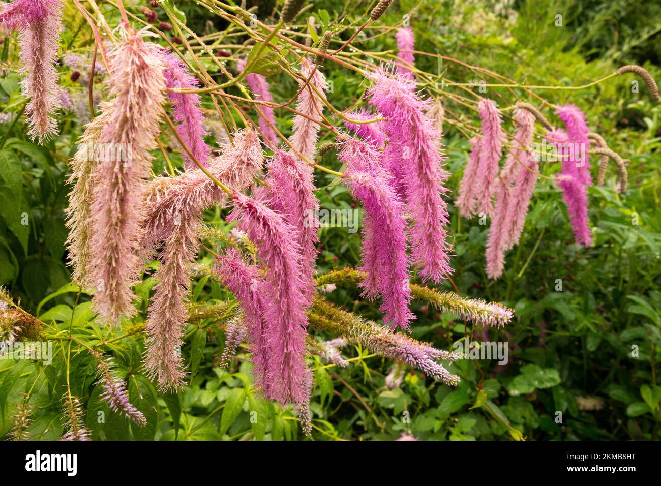 Japanese Burnet, Sanguisorba obtusa, Japanese Bottlebrush, Pink, Blooms in garden Stock Photo